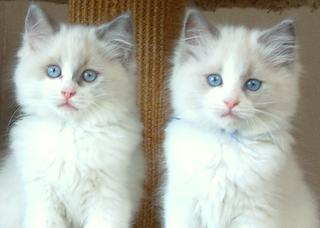 Beautiful blue eyed ragdoll kittens