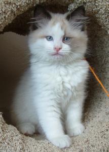 Oregon Ragdoll Kitten for sale