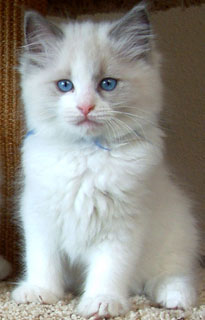 Ragdoll kitties for sale online