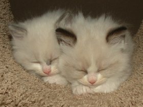 Pair of ragdoll kittens sleeping