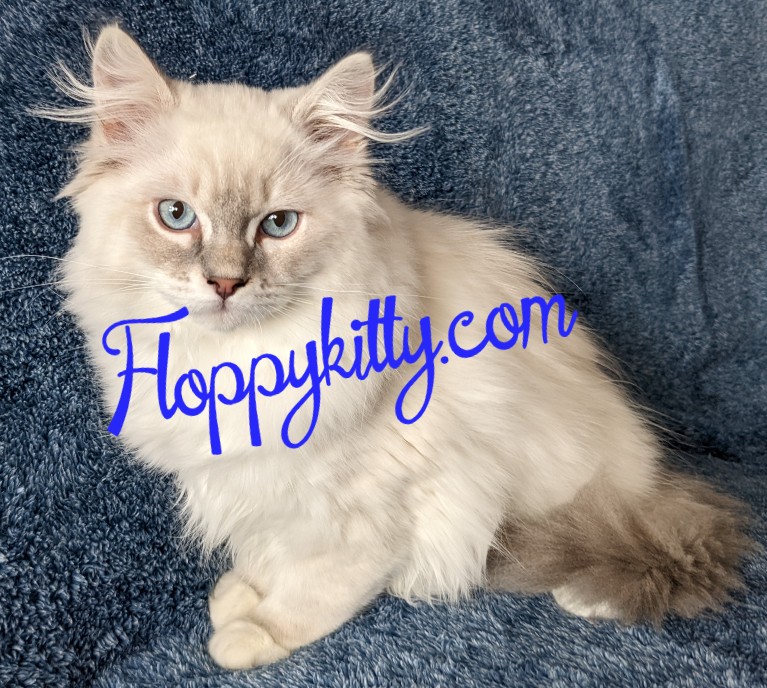 Floppy Kitty Oregon Ragdoll Kittens